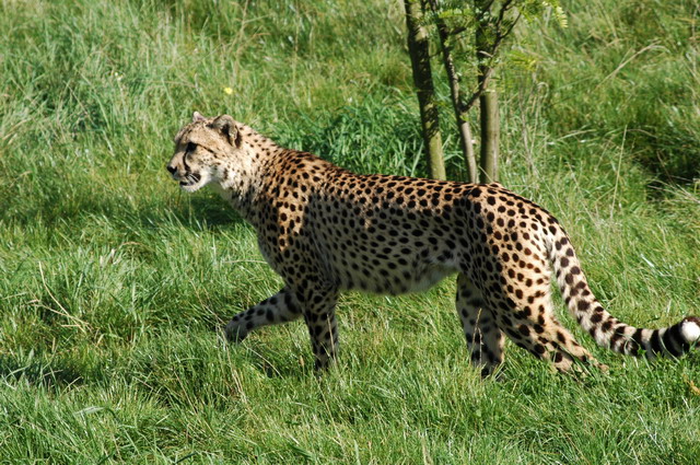 060920_gaiapark37_cheetah