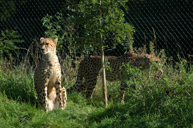 060920_gaiapark38_cheetahs