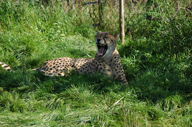 060920_gaiapark39_cheetah