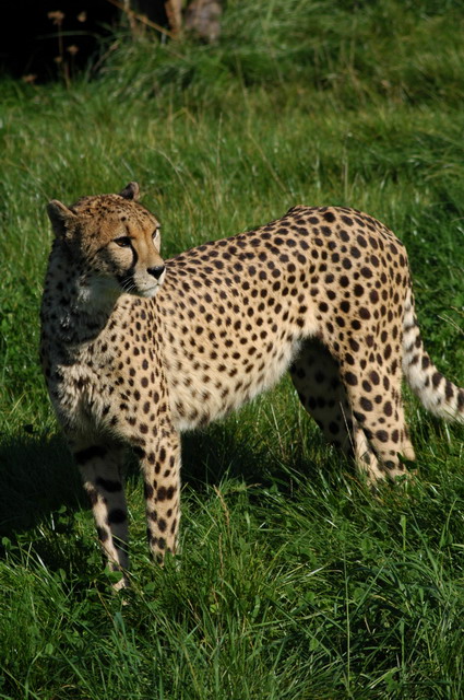 060920_gaiapark40_cheetah