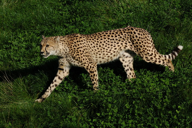 060920_gaiapark41_cheetah