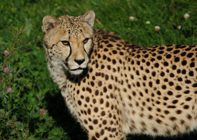 060920_gaiapark42_cheetah