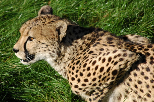 060920_gaiapark43_cheetah