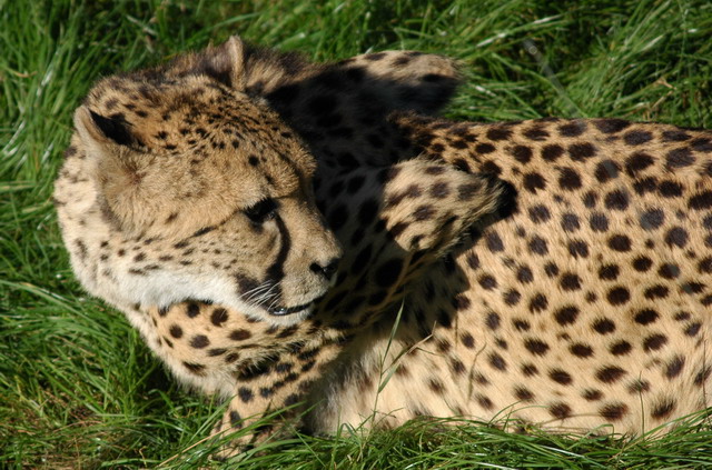 060920_gaiapark44_cheetah