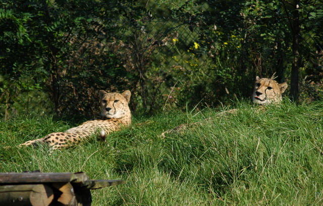 060920_gaiapark45_cheetahs