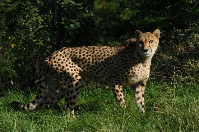 060920_gaiapark46_cheetah