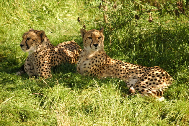 060920_gaiapark47_cheetahs