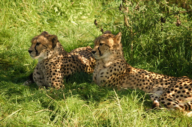 060920_gaiapark48_cheetahs