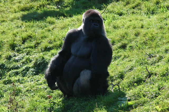 060920_gaiapark49_silverbackgorilla