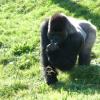060920_gaiapark50_silverbackgorilla