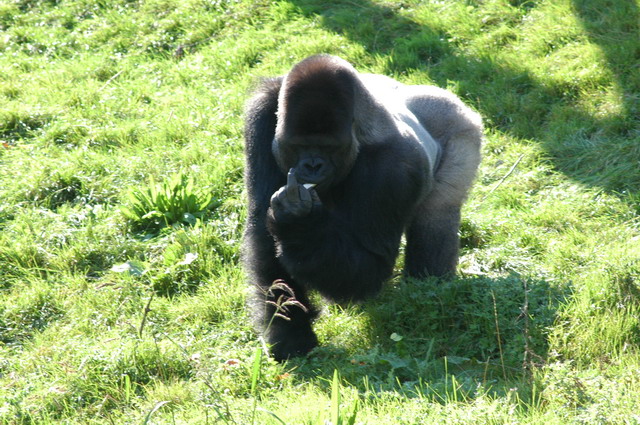 060920_gaiapark50_silverbackgorilla