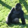 060920_gaiapark51_silverbackgorilla