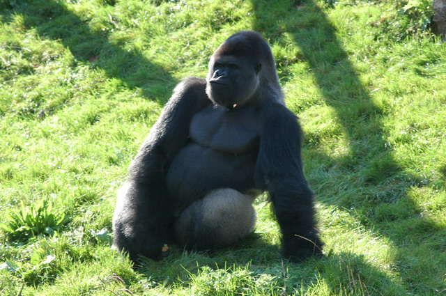 060920_gaiapark51_silverbackgorilla
