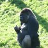 060920_gaiapark52_silverbackgorilla