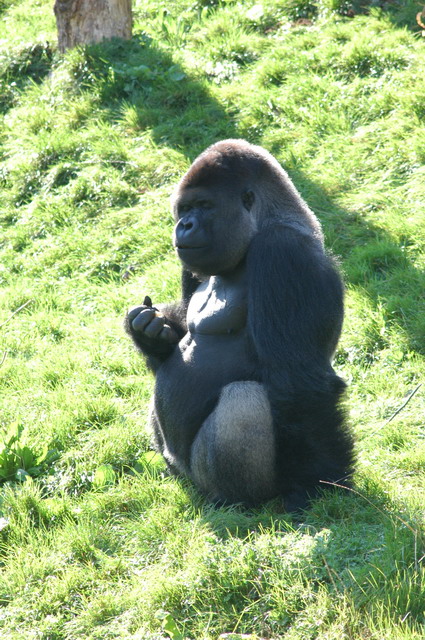 060920_gaiapark52_silverbackgorilla