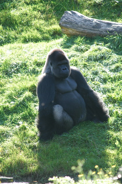 060920_gaiapark53_silverbackgorilla