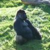 060920_gaiapark54_silverbackgorilla