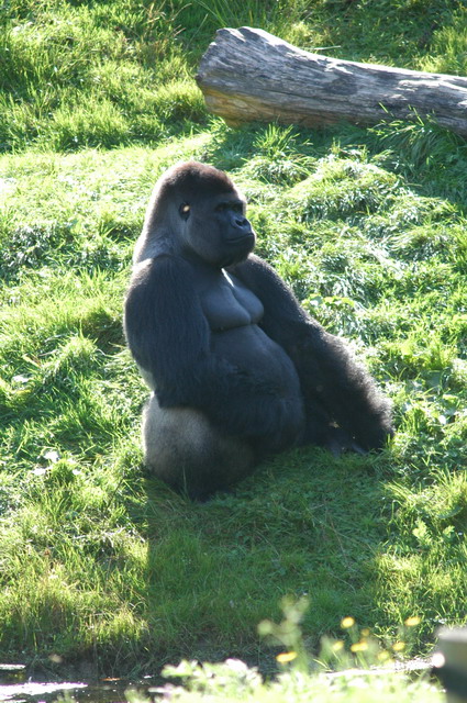 060920_gaiapark54_silverbackgorilla