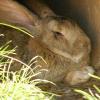 060920_gaiapark55_flemishgiant