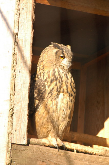060920_gaiapark56_owl