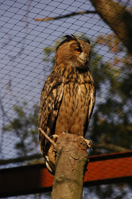 060920_gaiapark57_owl