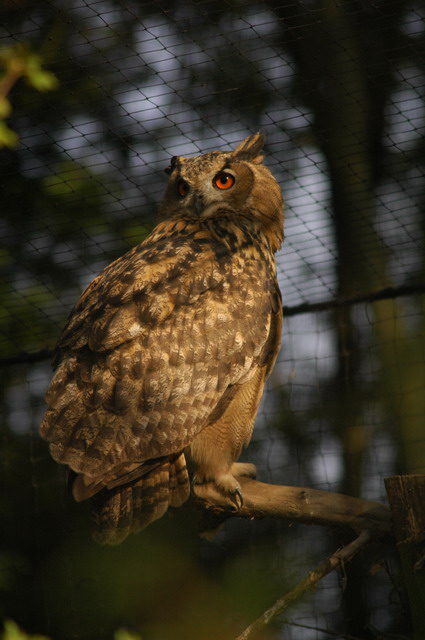 060920_gaiapark58_owl