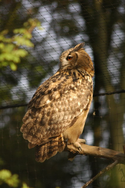 060920_gaiapark59_owl