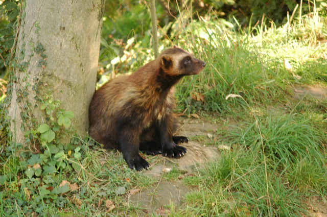 060920_gaiapark64_wolverine