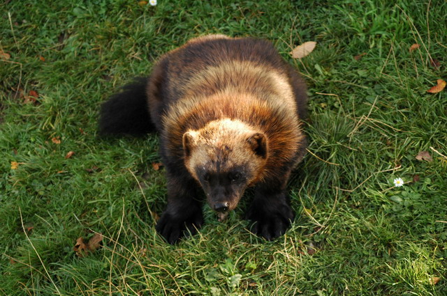 060920_gaiapark65_wolverine