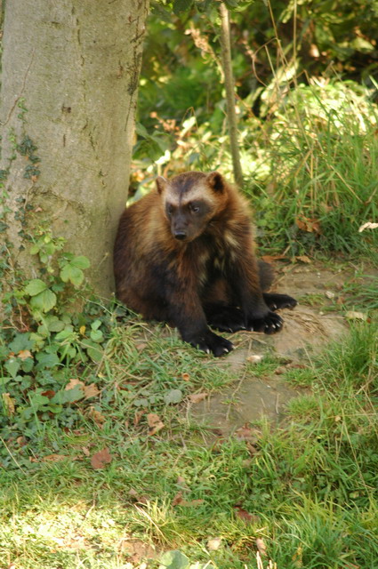060920_gaiapark66_wolverine