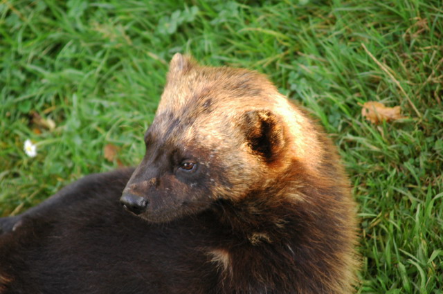 060920_gaiapark67_wolverine
