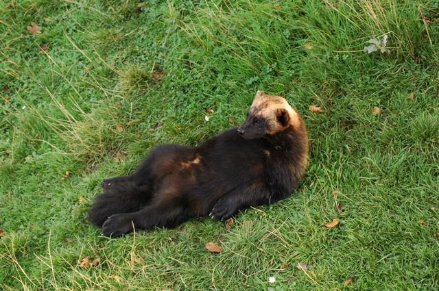 060920_gaiapark68_wolverine