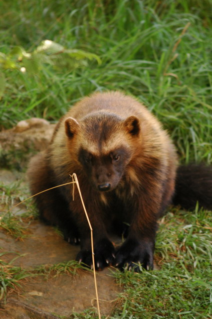 060920_gaiapark69_wolverine