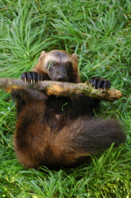 060920_gaiapark70_wolverine
