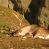 060920_gaiapark71_raindeer