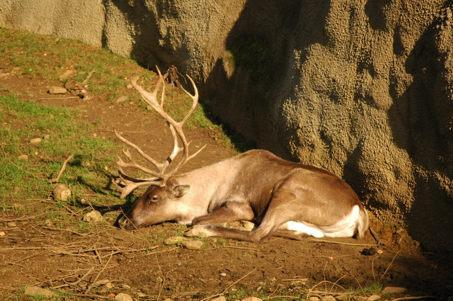 060920_gaiapark71_raindeer