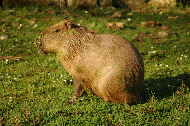060920_gaiapark72_marmot