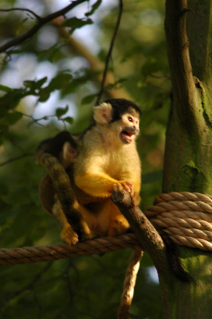 060920_gaiapark73_monkeys