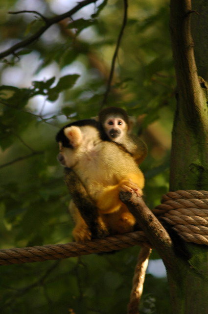 060920_gaiapark74_monkeys