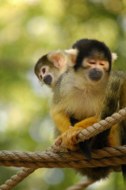 060920_gaiapark75_monkeys