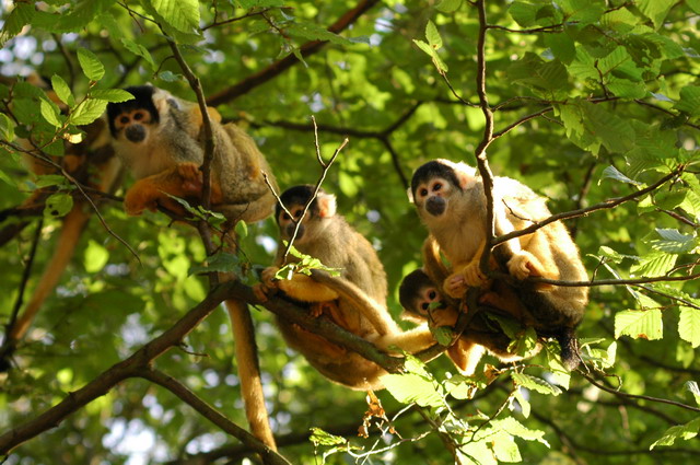 060920_gaiapark76_monkeys