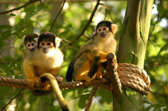 060920_gaiapark77_monkeys