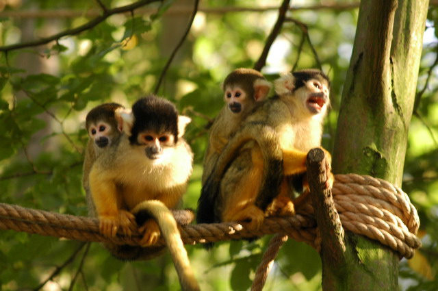 060920_gaiapark78_monkeys