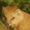 060920_gaiapark79_mongoose