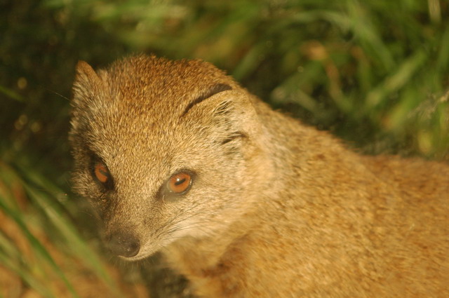 060920_gaiapark79_mongoose