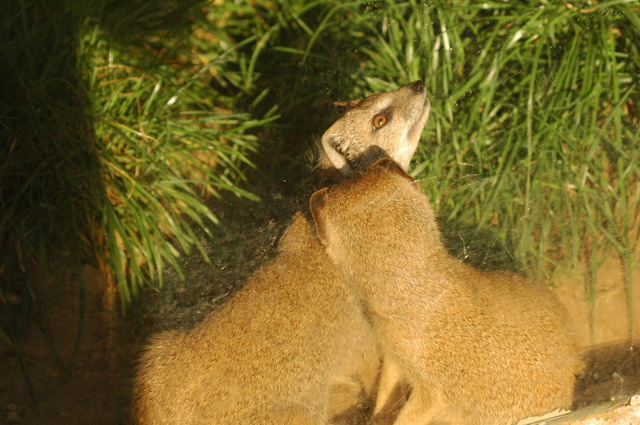 060920_gaiapark80_mongooses