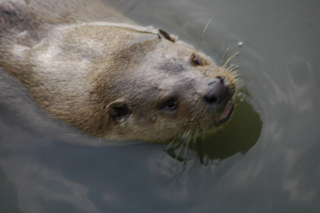 060920_gaiapark81_otter