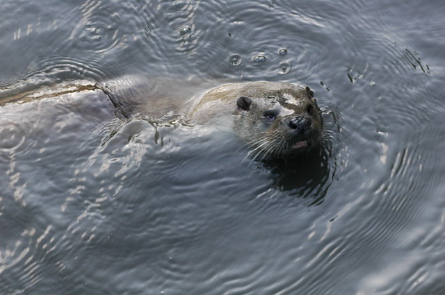 060920_gaiapark82_otter