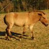 060920_gaiapark83_prewalskihorse