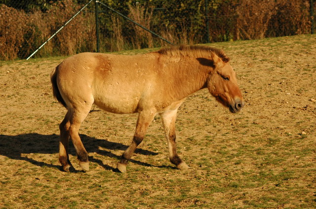 060920_gaiapark83_prewalskihorse